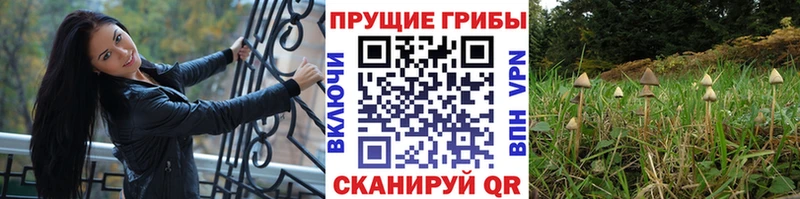 Псилоцибиновые грибы Magic Shrooms  Фрязино 